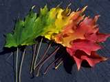 Temperature in color refers